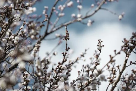 Beautiful sakura tree branch with tiny delicate flowers. Foto stock