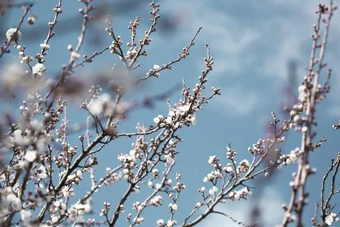Beautiful sakura tree branch with tiny delicate flowers. Stock Photos