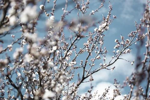 Beautiful sakura tree branch with tiny delicate flowers. Stock-Fotos