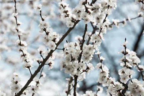 Beautiful sakura tree branch with tiny delicate flowers. Foto stock
