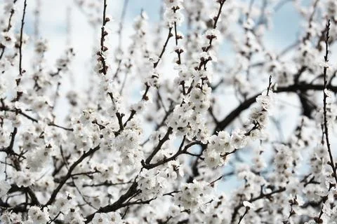 Beautiful sakura tree branch with tiny delicate flowers. Stock Photos