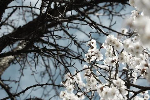 Beautiful sakura tree branch with tiny delicate flowers. Stock Photos