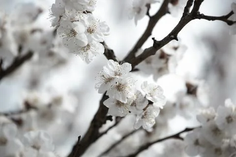 Beautiful sakura tree branch with tiny delicate flowers. 스톡 사진