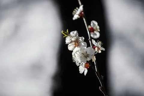 Beautiful sakura tree branch with tiny delicate flowers. Foto stock
