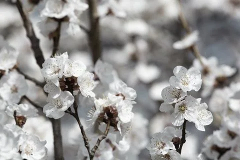 Beautiful sakura tree branch with tiny delicate flowers. Foto stock