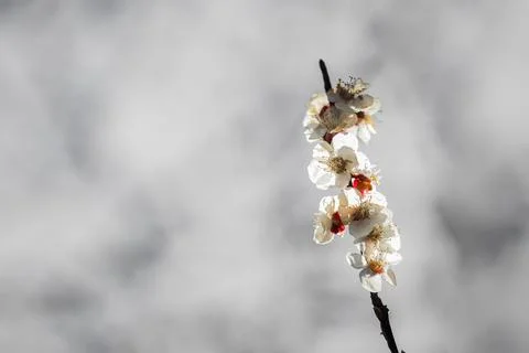 Beautiful sakura tree branch with tiny delicate flowers. Stock Photos