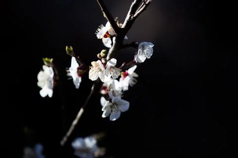 Beautiful sakura tree branch with tiny delicate flowers. Foto stock