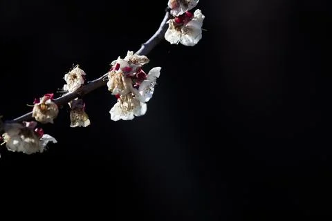 Beautiful sakura tree branch with tiny delicate flowers. Foto stock