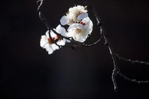 Beautiful sakura tree branch with tiny delicate flowers. Stock-Fotos