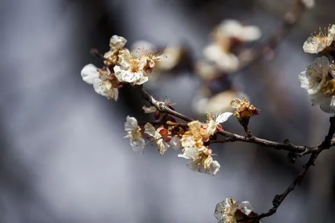 Beautiful sakura tree branch with tiny delicate flowers. Фото