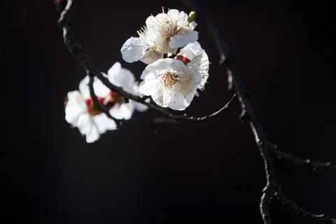 Beautiful sakura tree branch with tiny delicate flowers. Stock Photos