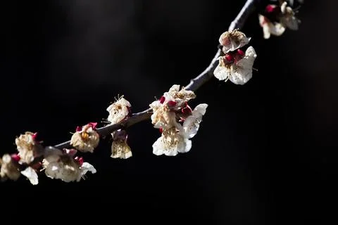 Beautiful sakura tree branch with tiny delicate flowers. Stock Photos