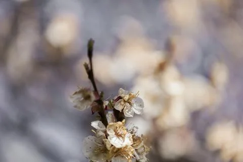 Beautiful sakura tree branch with tiny delicate flowers. Stock Photos