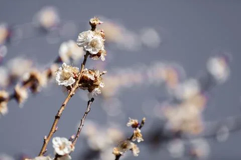 Beautiful sakura tree branch with tiny delicate flowers. 스톡 사진