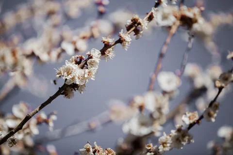 Beautiful sakura tree branch with tiny delicate flowers. Stock Photos