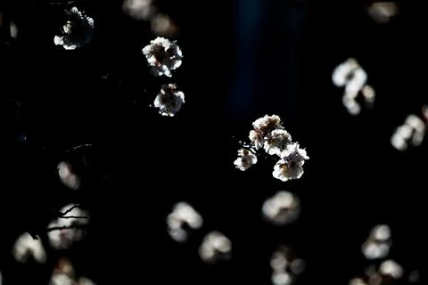 Beautiful sakura tree branch with tiny delicate flowers. Stock Photos
