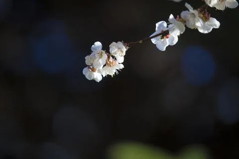 Beautiful sakura tree branch with tiny delicate flowers. 스톡 사진