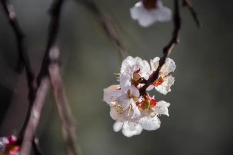 Beautiful sakura tree branch with tiny delicate flowers. Foto stock