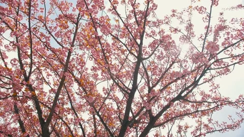 Beautiful sakura tree in the city Stock Footage 189310902