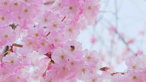 Beautiful sakura tree Stock Footage 130708144