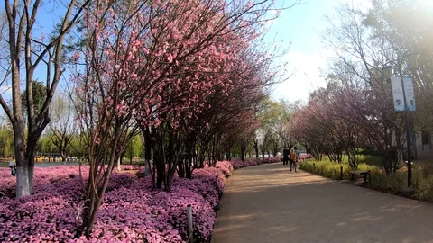 Beautiful Sakura Tree Park in Kunming, China Vidéo 105434809