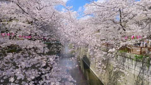 Beautiful sakura trees in full bloom at Meguro River in Tokyo, tourism in Japan Stock Footage 243335026