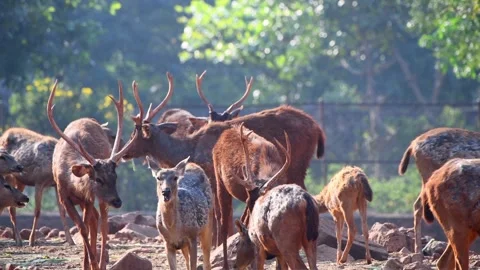 Beautiful sambar deer group resting in the forest glade 库存影片 340079652