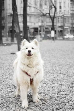 Beautiful samoyed portrait Stock Photos