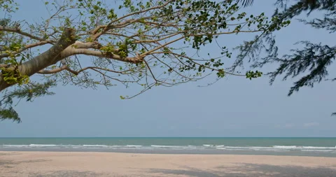 Beautiful sandy beach and tree Stock Footage 132190719