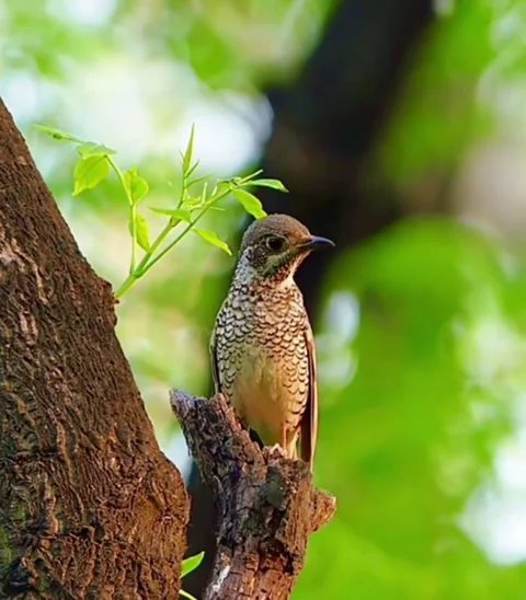 A beautiful scaly thrush perched on a tree branch in a natural forest 스톡 동영상 335491954