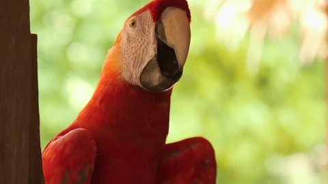 Beautiful Scarlet Macaw Stock Footage 127133471