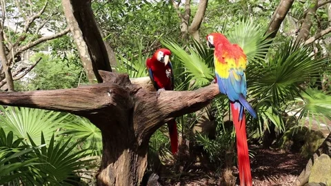 Beautiful scarlet macaws, ara macao, these are very beautiful exotic parrots Stock Footage 169138902