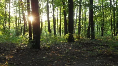 Beautiful Scence of The Forest in The Dawn Stock Footage 133012776