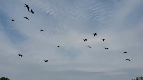 Beautiful scene of Geese Flight 動画素材 246783140