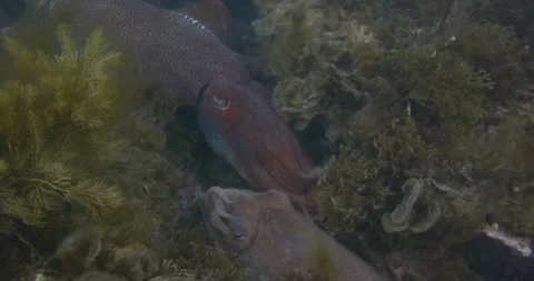 Beautiful Scene Of Giant Cuttlefish Mating  Stock Footage 317007731