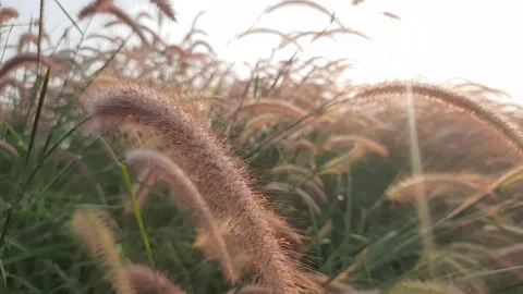 Beautiful scene of grass flower with wind blows gently on sunset background.  Stock Footage 157135403