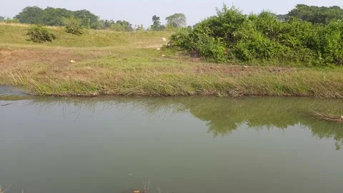 Beautiful scene of of river. Видео 167714073