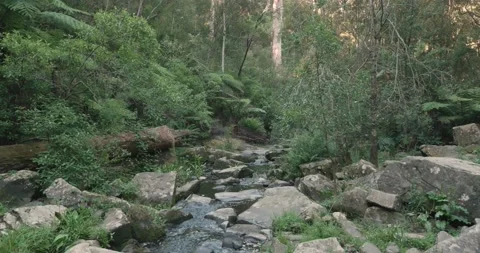 Beautiful scene of river running over rocks surrounded by trees and ferns Video stock 132464565