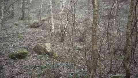 Beautiful scene of snow falling on rocks in British woods, UK, 4k, UHD Stock-Footage 86471620