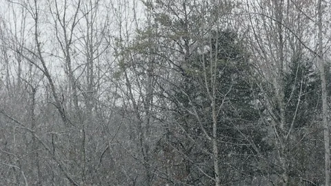 Beautiful Scene of Snow Falling on a Winter Forest Stock Footage 85614575