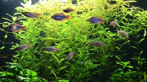 Beautiful scene of underwater fish 스톡 동영상 25423932