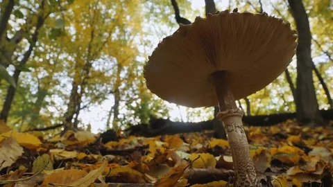 Beautiful scene wildlife Stock Footage 83221167