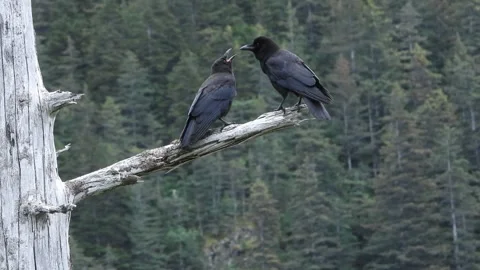 Beautiful scenery in Alaska with a pine background and two Crows perching Vidéo 344615144