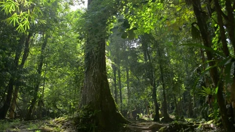 Beautiful scenery of a big tree grow among green plants in tropical rainforest. Stock Footage 152303161