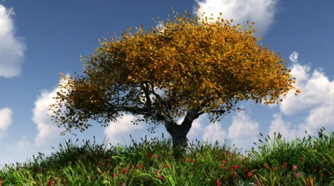 Beautiful scenery with Birch tree Stock Footage 335955