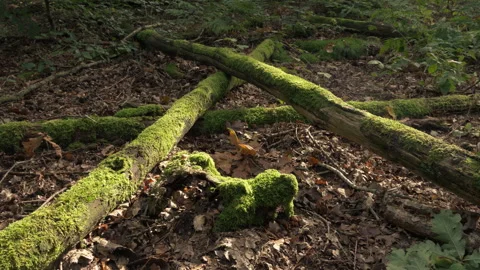 Beautiful scenery of dead tree trunks. Stock Footage 269085680