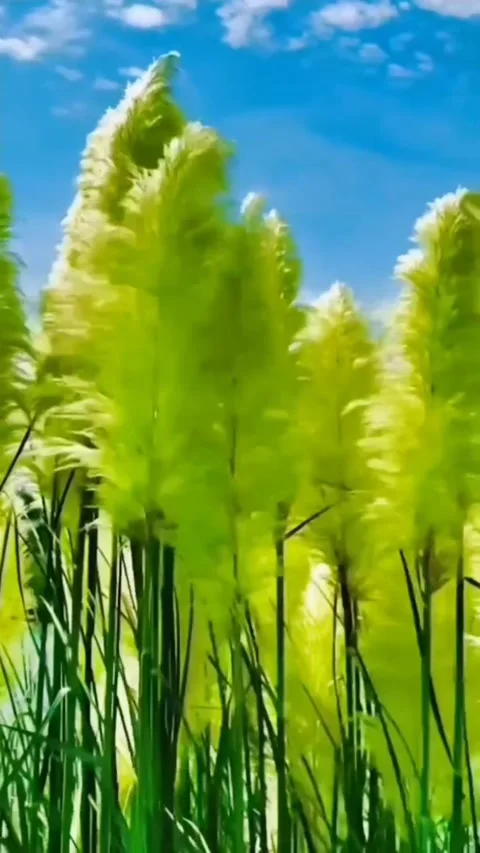 Beautiful Scenery 库存影片 208863098