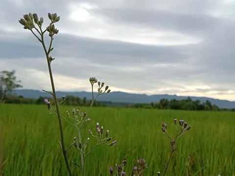 Beautiful scenery Stock Footage 228783216