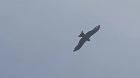Beautiful Scenery with  a hawk Stock Footage 131284629