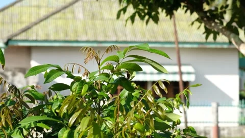 A beautiful scenery mango tree with slow motion Stock Footage 244590988